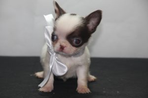 venta de cachorros MilCachorros Chihuahua