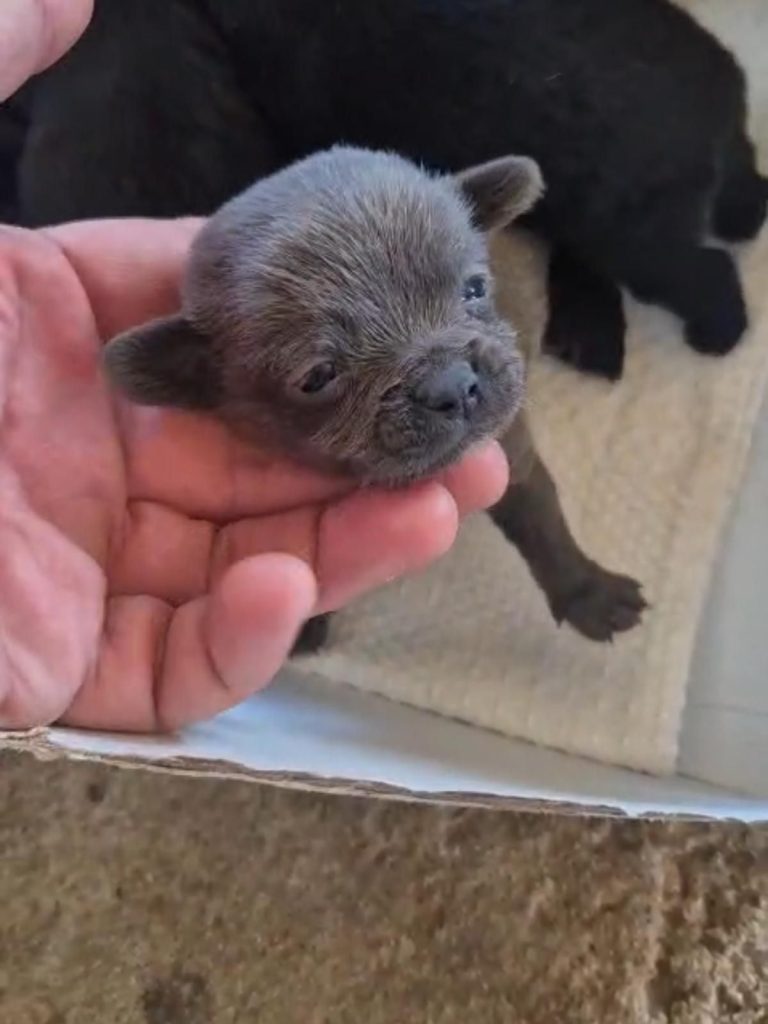 Chihuahuas cachorros vacunados y desparasitados