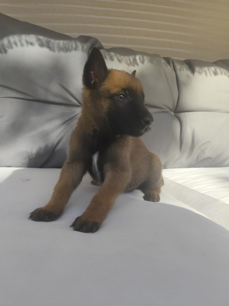 Venta de Pastor belga Malinoi Barcelona