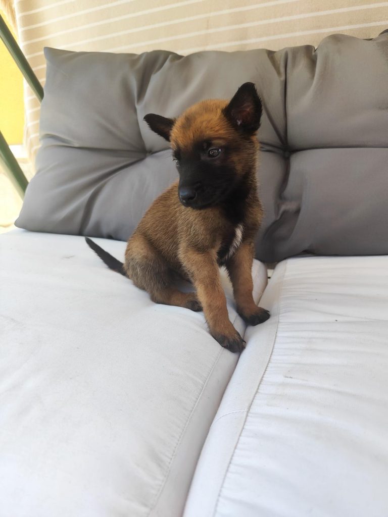 Venta de Pastor belga Malinoi Madrid