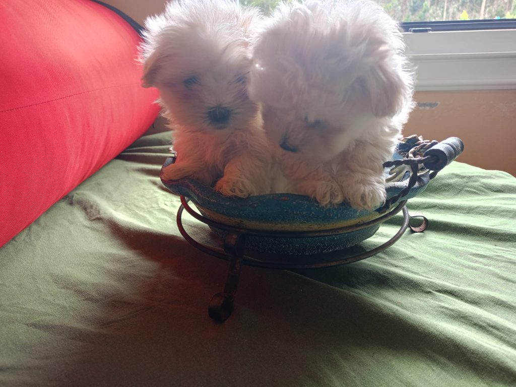 bichon maltes hembras