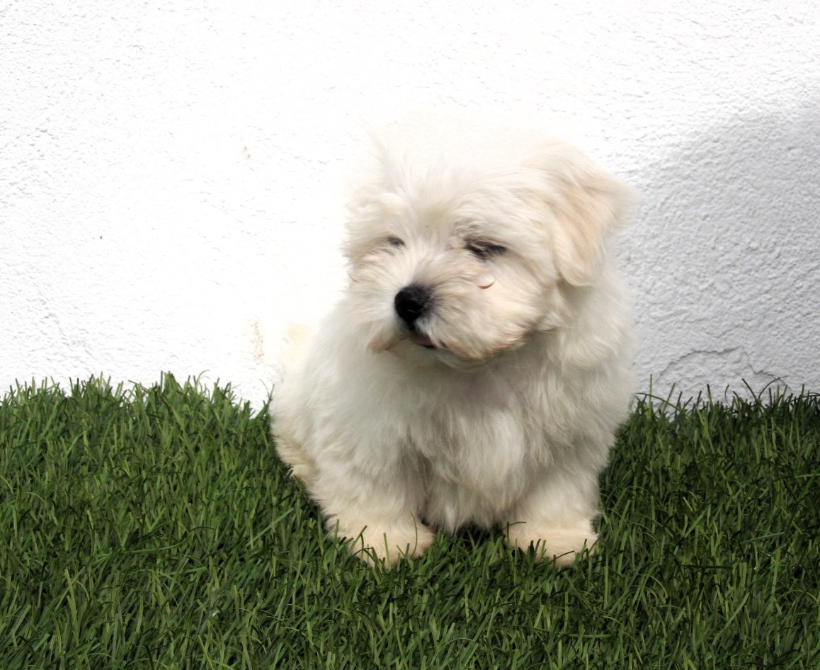 bichon maltes linea coreana