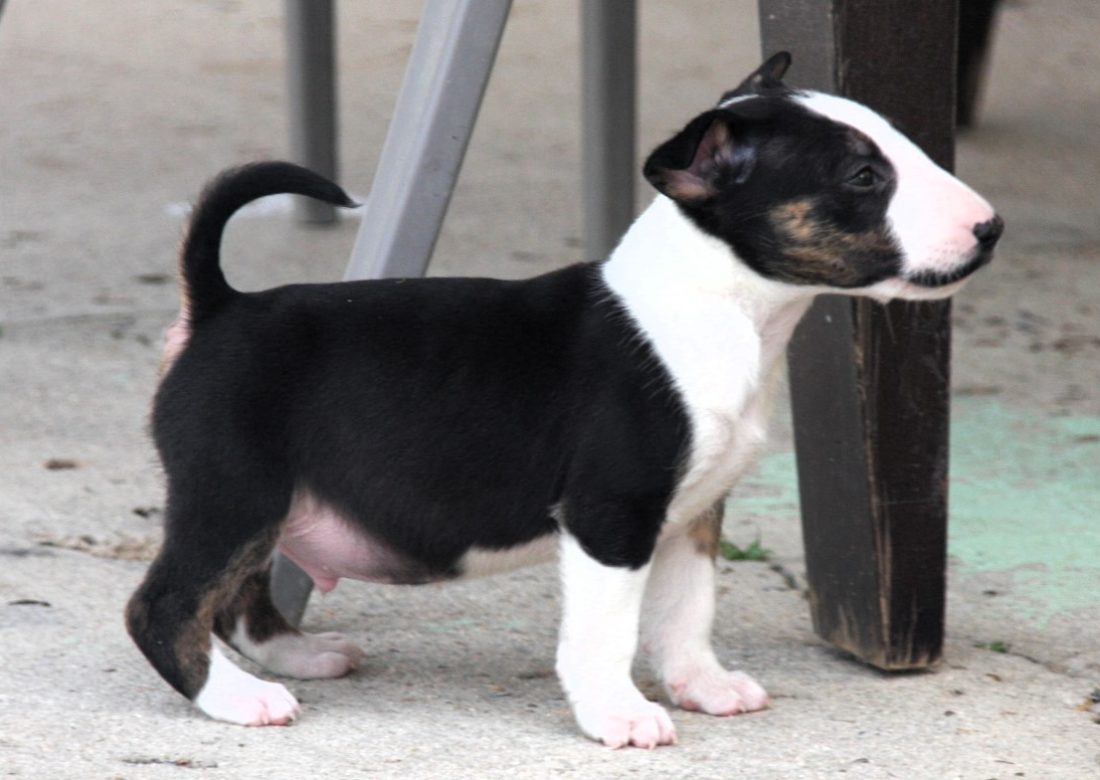 Bull Terrier