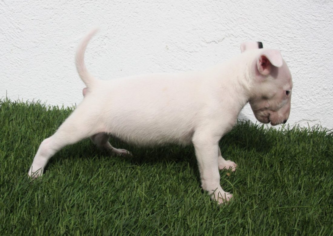 Venta de Bull Terrier España