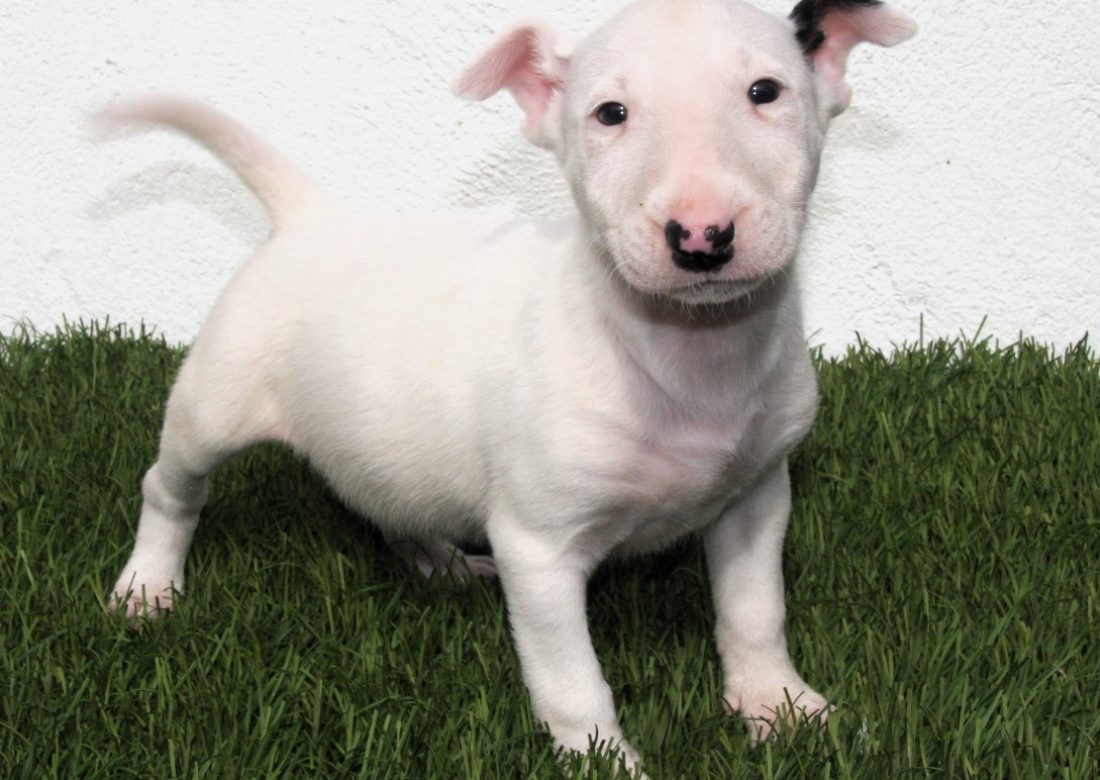 Venta de cachorros de Bull Terrier
