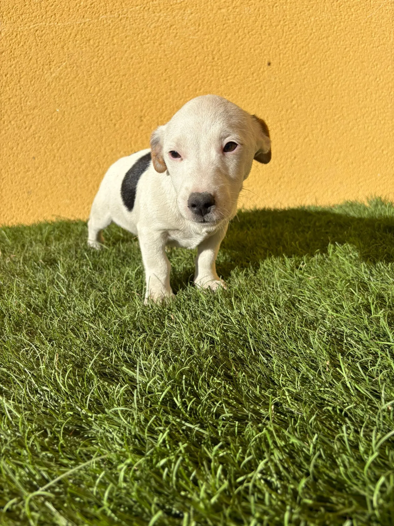 jack russel criadero con visitas concertadas