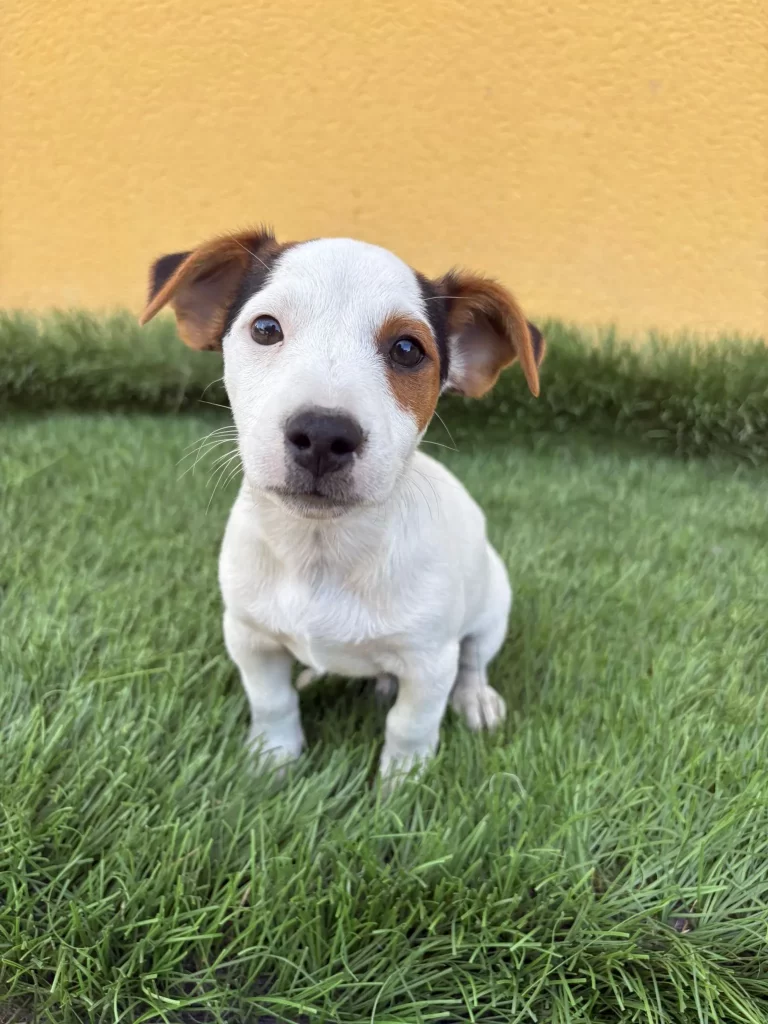 jack russel venta de cachorros en Valladolid