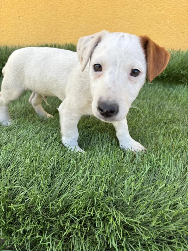 jack russel venta de perros familiares
