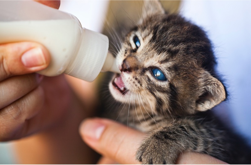 Blog pexels emrah ayvali 1981111