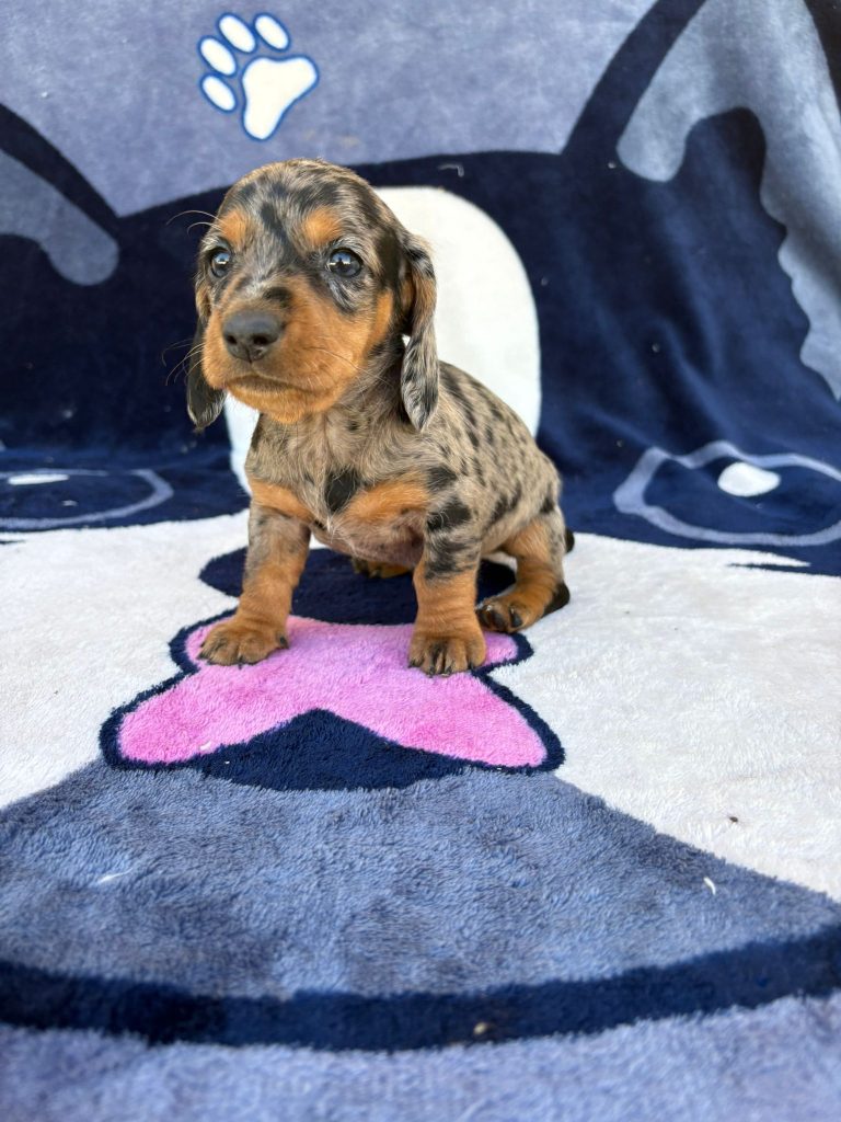 teckel miniatura arlequin cachorros con pedigree