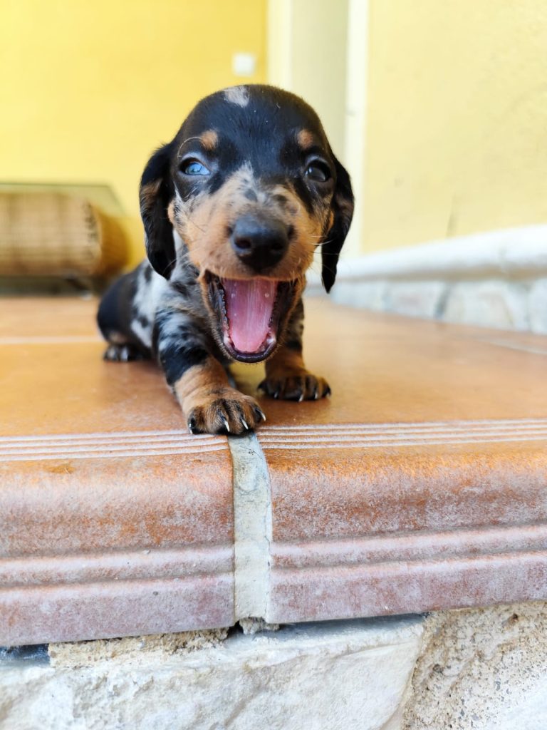 teckel miniatura arlequin comprar cachorro online