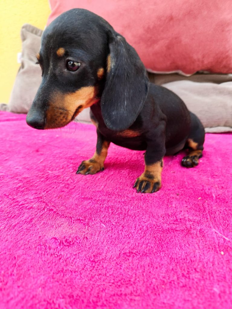 teckel miniatura negro cachorros con garantía de salud