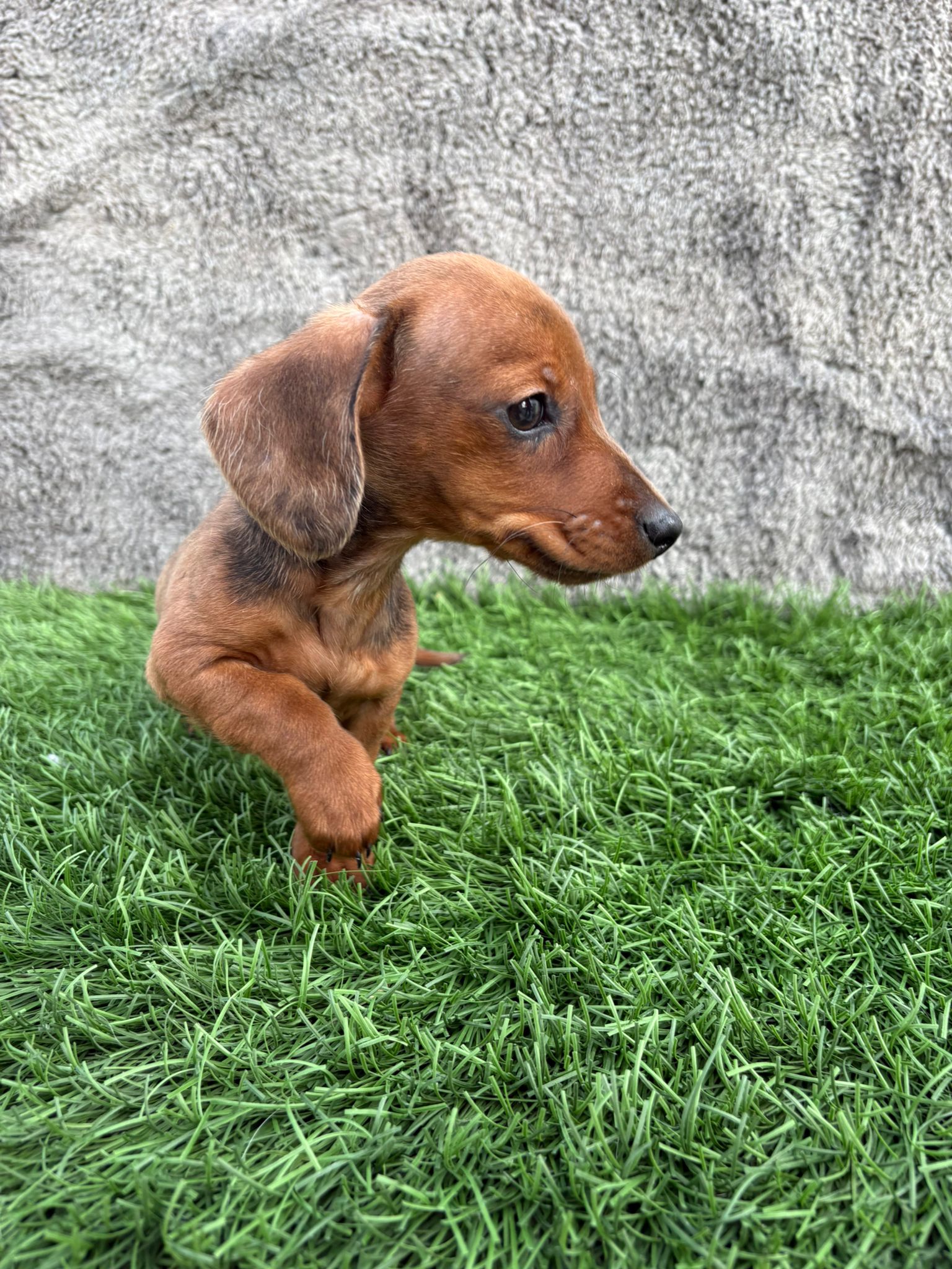 teckel miniatura rrojo cachorros pequeños en venta