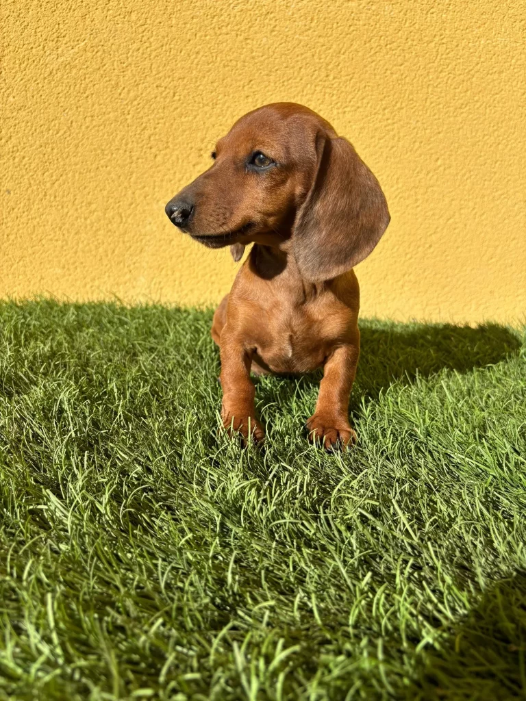 teckel miniatura venta de perros en Madrid